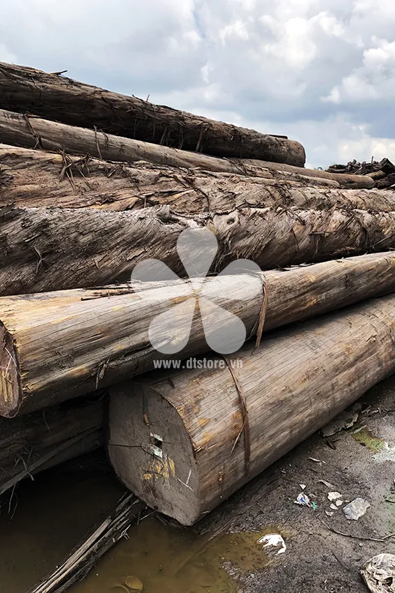 Bamboo Pine wood DTGNL08 - Origin Vietnam. Variety Bamboo pine wood. - Image 5