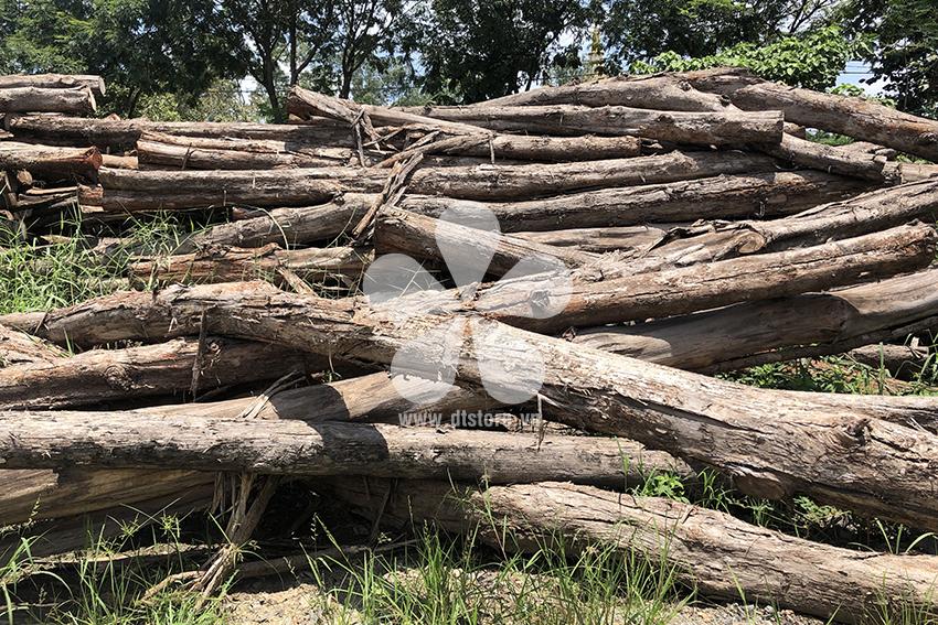 Gỗ Giả Tỵ DTGNL05 - Nguồn gốc Việt Nam Chủng loại gỗ Giả Tỵ / gỗ Teak
