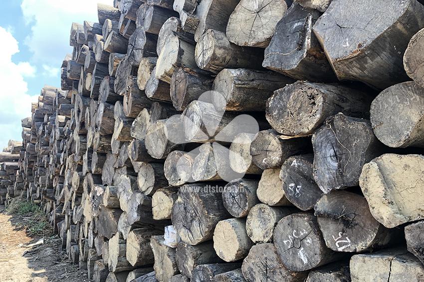 Gỗ Mun DTGNL06 - Nguồn gốc Nam Phi Chủng loại gỗ Mun Xanh