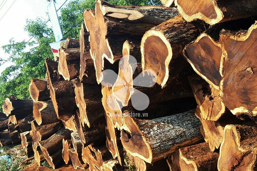 Pterocarpus wood DTGNL07 - Nguồn gốc Việt Nam. Chủng loại gỗ Muồng Vàng.