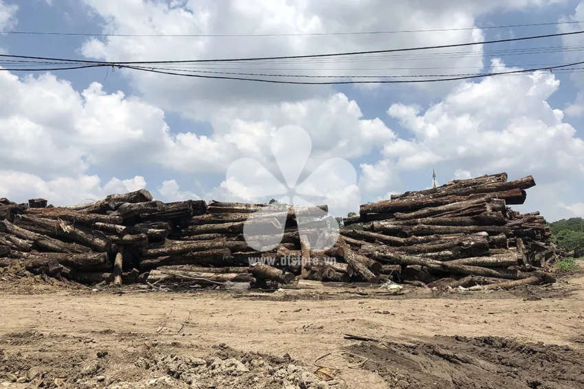 Pterocarpus wood DTGNL07 - Origin Vietnam. Variety Muong Vang wood. - Image 4