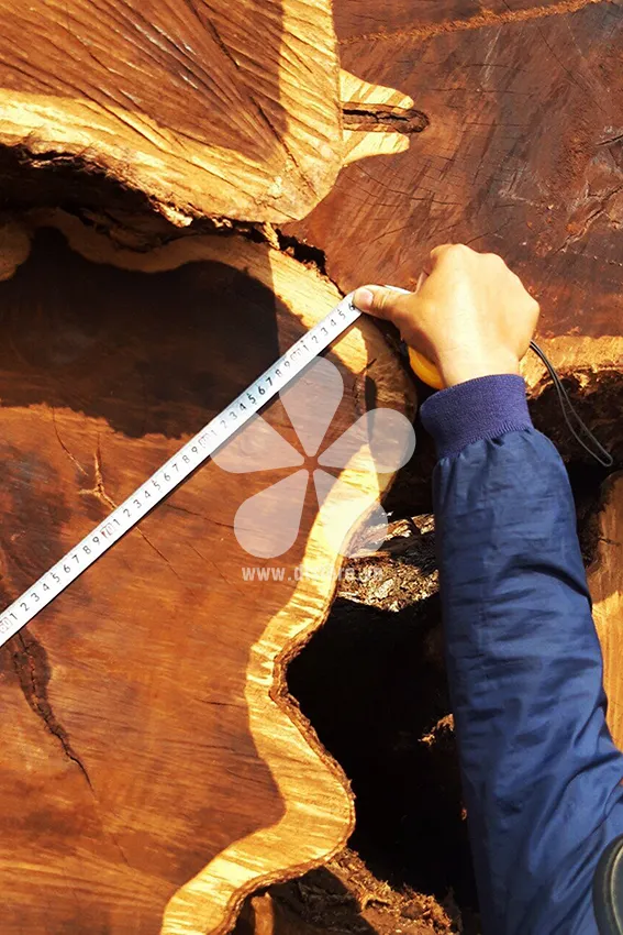 Pterocarpus wood DTGNL07 - Origin Vietnam. Variety Muong Vang wood. - Image 5