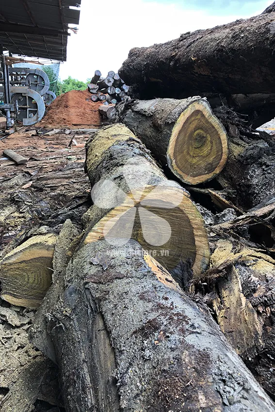 Pterocarpus wood DTGNL07 - Origin Vietnam. Variety Muong Vang wood. - Image 6