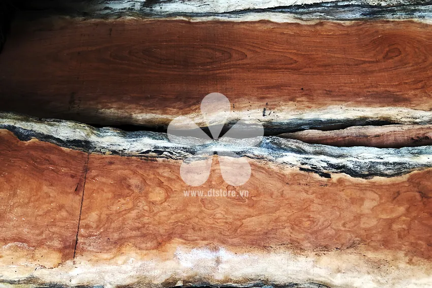 South African Rosewood DTGNL03 - Origin South Africa. Variety Type Pachy. - Image 2